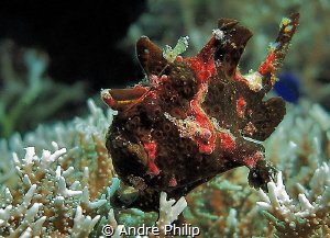 frogfish in brown - it was the first time, I saw this col... by Andre Philip 